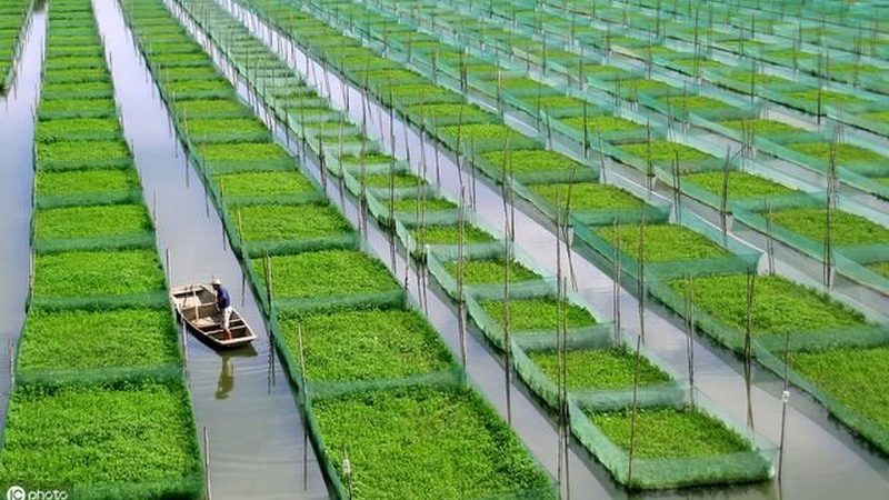 小标题：有机蔬菜的内涵与价值