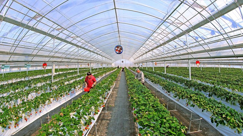 水果种植合作社年收入受天气影响大吗