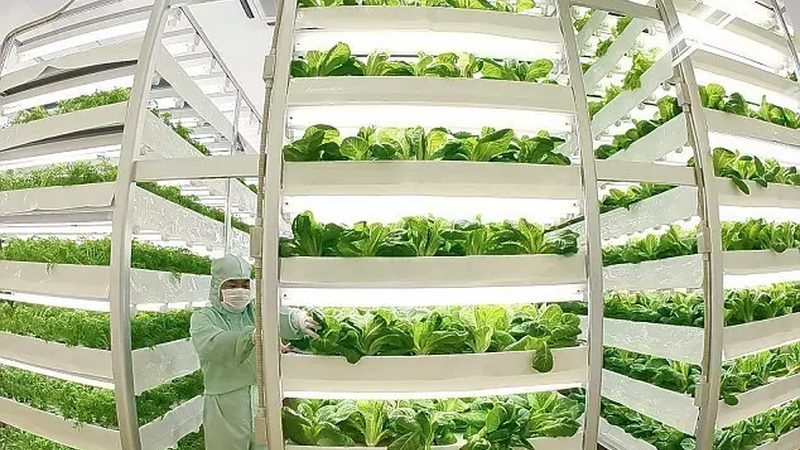 智能温室大棚：构建现代农业的绿色引擎