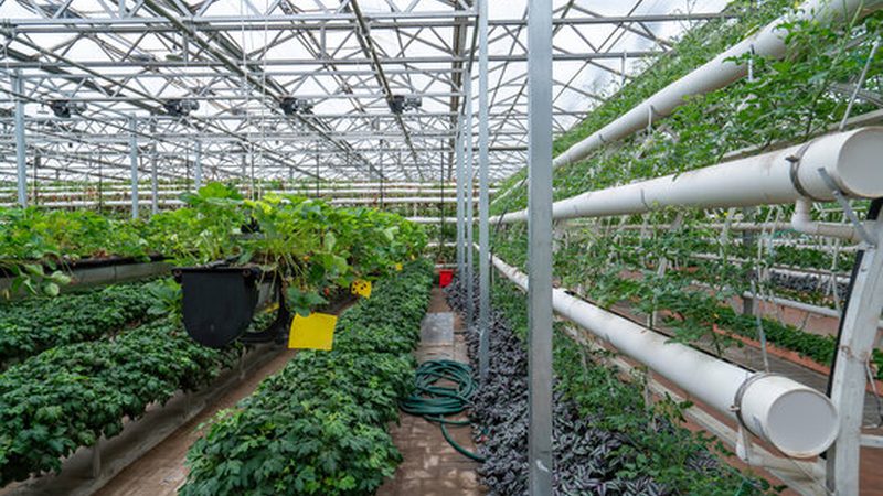 水果农产品规格型号报价单：揭秘选购背后的标准与技巧