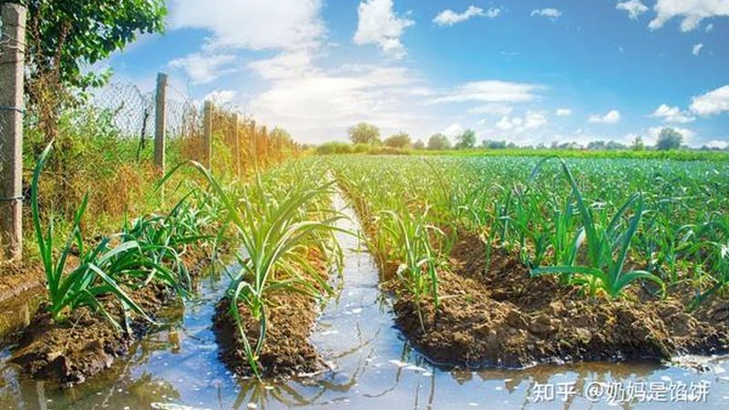 农产品配送平台排名：揭秘其背后的考量因素**