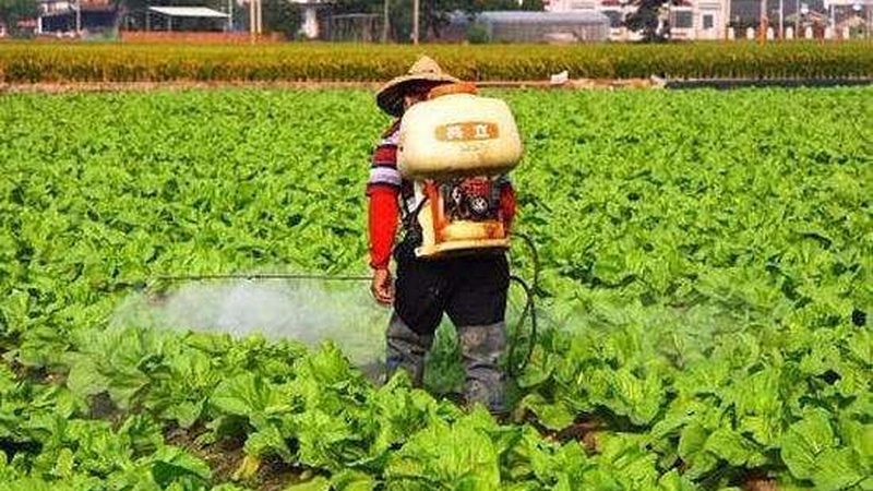 广州有机蔬菜批发市场哪家好？揭秘有机蔬菜选购之道