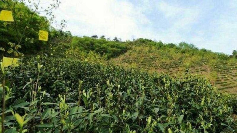 农产品代理加盟：费用构成与考量要点
