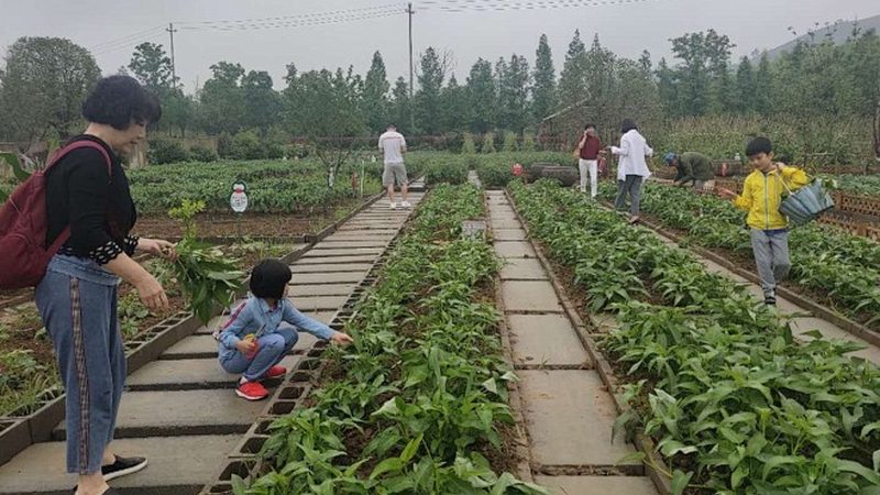 休闲观光农业产业园功能分区：打造农旅融合新典范