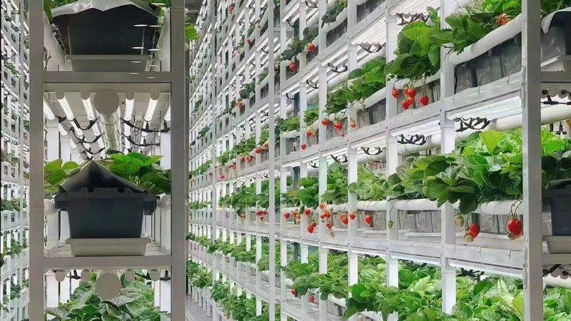 合作社饲料采购标准规范：如何构建科学高效的供应链**